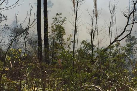 Nền nhiệt có xu hướng tăng cao: Cần chủ động phòng cháy, chữa cháy rừng