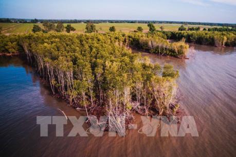 Mũi Cà Mau trước nguy cơ biển xâm thực nghiêm trọng