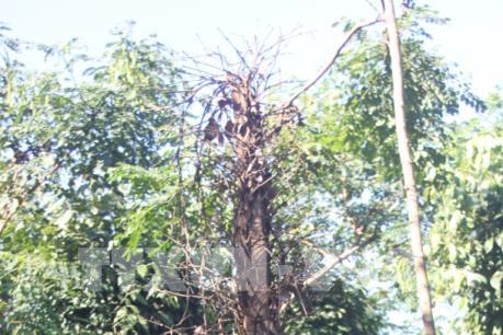 Điều tra vụ phá hoại hàng trăm trụ tiêu tại Bình Phước