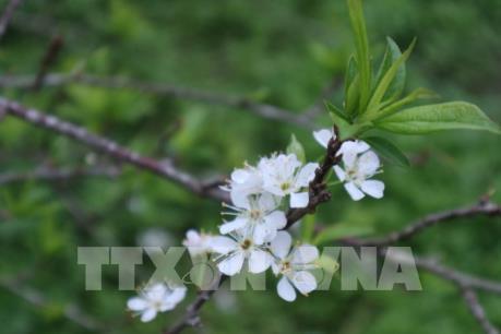 Mê đắm vẻ đẹp tinh khôi của hoa mận phủ trắng cao nguyên Bắc Hà