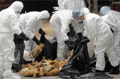 Quảng Ninh họp khẩn phòng chống dịch cúm gia cầm