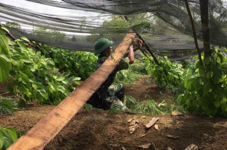 Lốc xoáy làm gãy đổ hơn 70 nghìn trụ tiêu