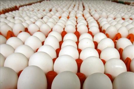 Nhà máy trứng gà sạch công nghệ cao đầu tiên tại Việt Nam chuẩn bị vận hành