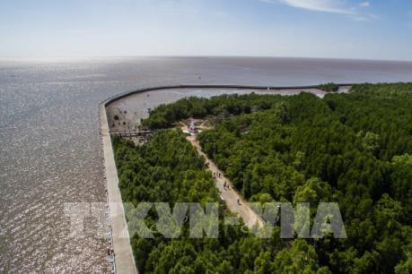 Xảy ra tình trạng phá rừng tại Vườn Quốc gia Mũi Cà Mau