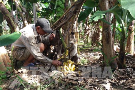 Đồng Nai thành lập ban chỉ đạo hỗ trợ tiêu thụ chuối cho nông dân