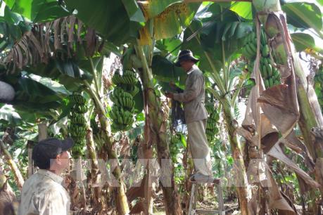 Bà Rịa  - Vũng Tàu hỗ trợ nông dân tiêu thụ chuối
