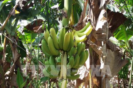 "Giải cứu" chuối ế ở Bà Rịa-Vũng Tàu