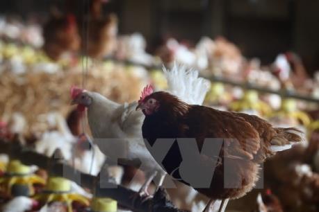 Ngăn chặn chủng vi rút cúm A/H7N9 và các chủng vi rút khác xâm nhiễm qua biên giới