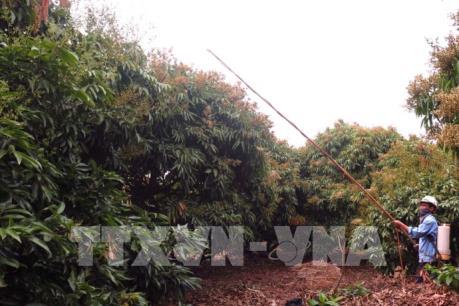 Nguy cơ mất mùa vải thiều Lục Ngạn Bắc Giang