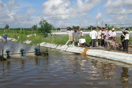 Tạo nguồn tôm nguyên liệu sạch cho chế biến xuất khẩu thủy sản