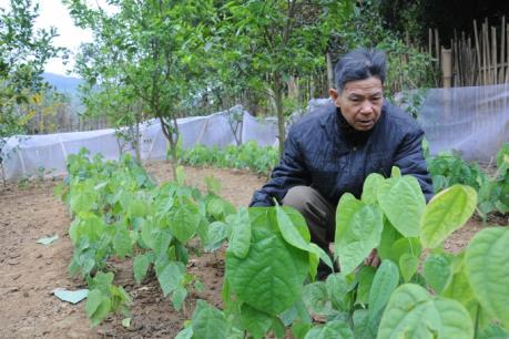 "Thuần hóa" rau rừng thành hàng hóa 