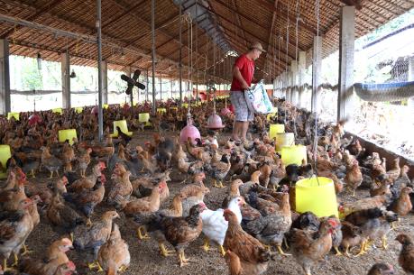 Gần 160 điểm kinh doanh gia cầm sống trái phép tại Tp. Hồ Chí Minh