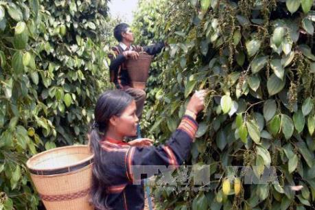 Hồ tiêu mất giá, nông dân Bình Phước lo gặp rủi ro