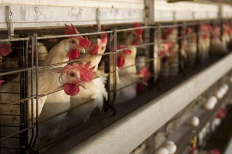 Ca nhiễm cúm H7N9 đầu tiên trong năm 2017 tại Đài Loan (Trung Quốc) tử vong