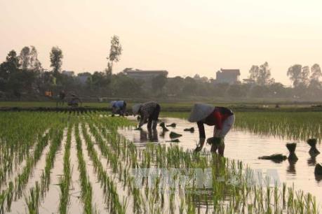 Bến Tre có hợp tác xã lúa sạch đầu tiên