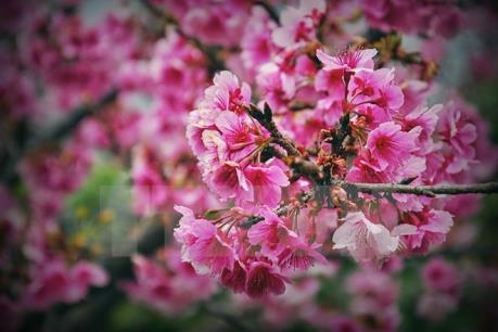 150 cây anh đào sẽ cập cảng Hải Phòng tối nay