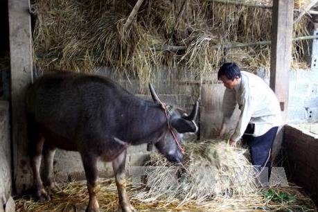 Nhiều gia súc bị chết do rét đậm, rét hại ở Lào Cai