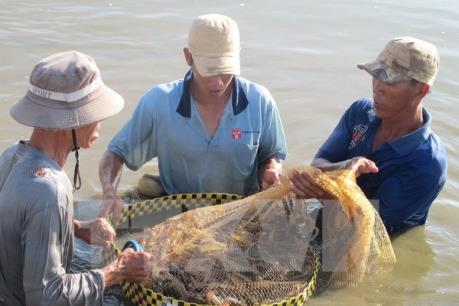 Bình Định ưu tiên phát triển nuôi tôm ứng dụng công nghệ cao