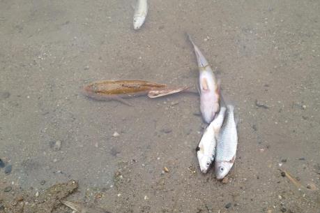 Cá chết bất thường trên sông Âm do ảnh hưởng của môi trường nước