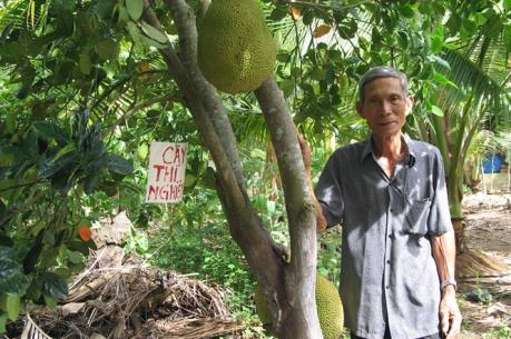 "Mít không hạt Ba Láng" giá tiền triệu vẫn cháy hàng