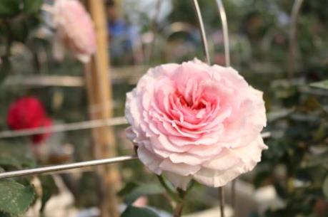  Lễ hội hoa hồng Bulgaria: Hơn 300 loại hồng khoe sắc