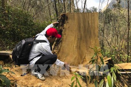 Rừng pơ mu Điện Biên đang bị “xẻ thịt”