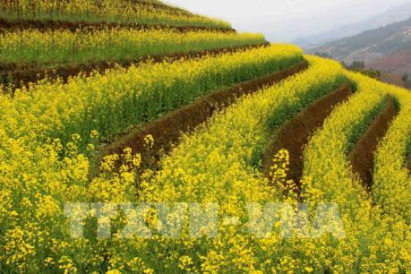 Mùa vàng ở Mù Cang Chải