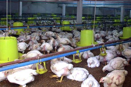 Giá gà thê thảm nhất trong 10 năm qua