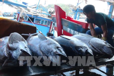 Để cá ngừ đại dương tiếp tục vươn xa