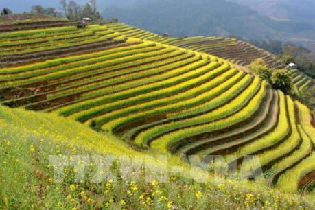 Mê mẩn với thiên đường ruộng bậc thang Mù Cang Chải