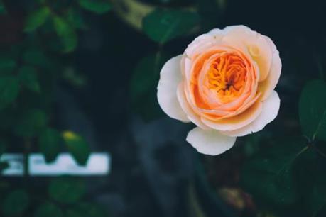 Ngắm vườn hoa hồng cổ tuyệt sắc giữa lòng Hà Nội