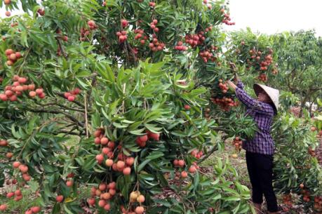 Thương hiệu nông sản khẳng định từ chất lượng