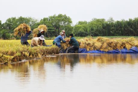 Ngã rẽ nào cho lúa gạo Việt Nam?