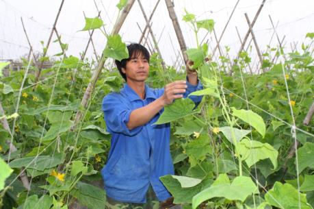 Tìm giải pháp phát triển nông nghiệp sạch