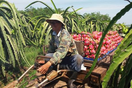 Thanh long trái vụ giá tăng cao