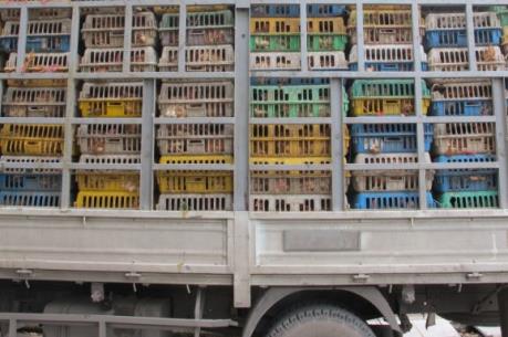 Cao Bằng bắt giữ gần 1.000 con giống gia cầm nhập lậu