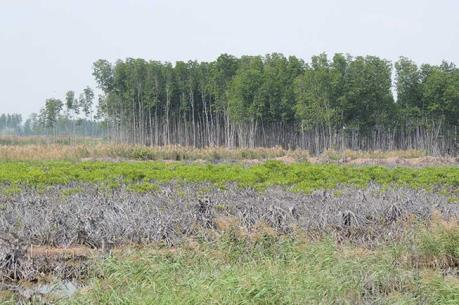 Khởi tố vụ đốn hạ trái phép rừng đặc dụng ở Bến Tre