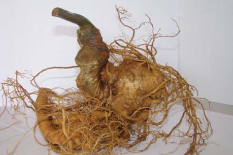 Chuyện hy hữu: 500 gốc sâm Ngọc Linh bị mất trộm tại Quảng Nam