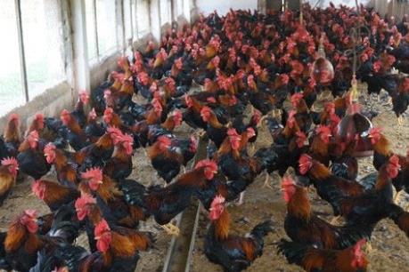 Dabaco chốt quyền chi trả cổ tức tỷ lệ 10% cổ tức bằng cổ phiếu.