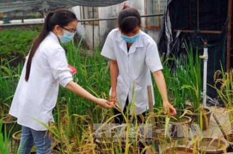 Nhân rộng mô hình canh tác lúa chịu ngập úng, nhiễm phèn mặn