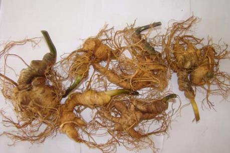 Vụ trộm hy hữu sâm Ngọc Linh: Truy tìm đồng phạm