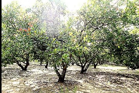 Thu 300 triệu đồng/ha điều nhờ kinh nghiệm ứng phó thời tiết