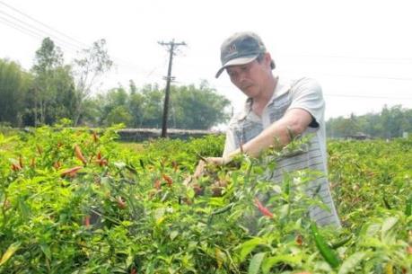 Trồng ớt chỉ thiên cho thu nhập 350 triệu đồng/ha