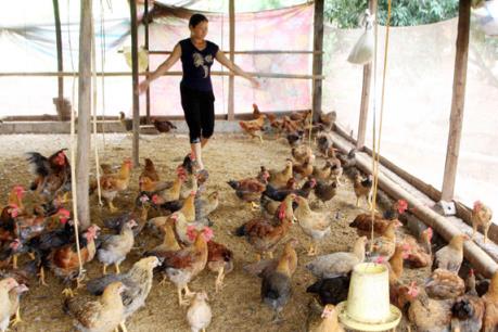 Giá lợn, gà tăng dần