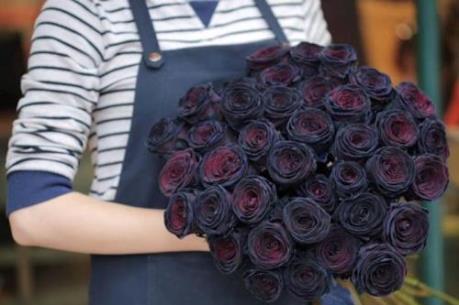 Hoa hồng đen, hồng bất tử gần triệu đồng/bông gây sốt dịp 8/3