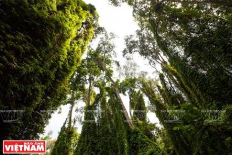 Xây dựng cơ sở dữ liệu quản lý rừng bền vững