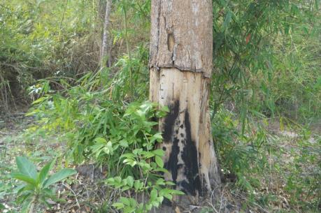 Cây rừng phòng hộ Dầu Tiếng bị "bức tử" bằng chất độc
