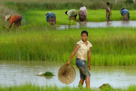 Lào chú trọng sản xuất thóc gạo chất lượng cao