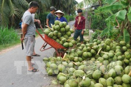 Dừa xiêm xanh tăng giá “kỷ lục”