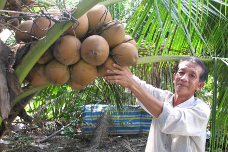 Dừa tươi tăng giá mạnh